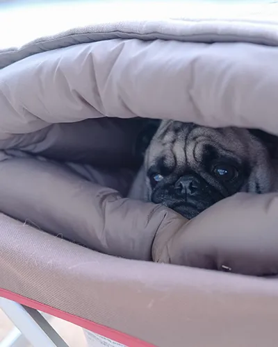 Dog Ofuton Sleeping Bag